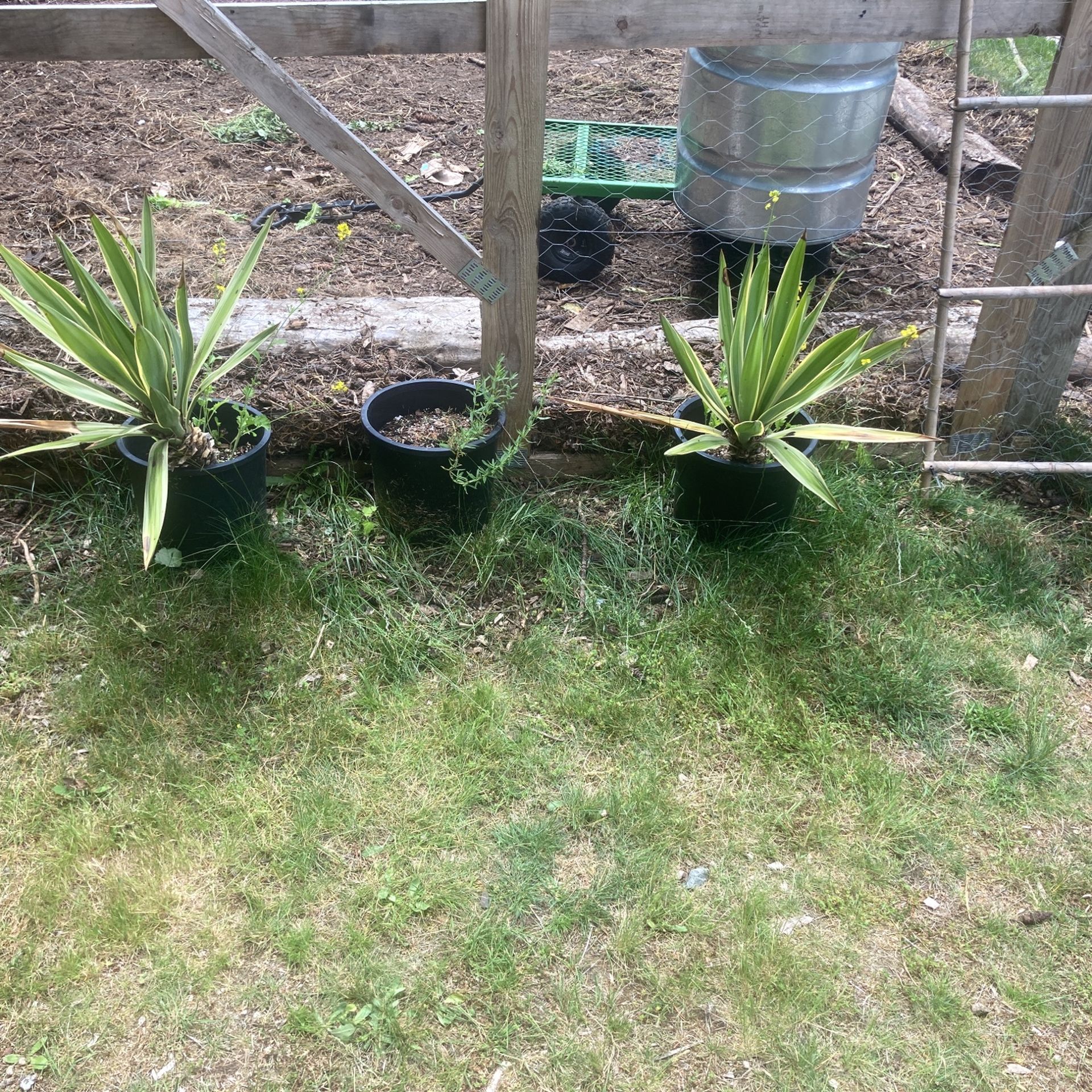 Yucca Plants