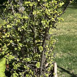 Free 2 Elephant Ears Jade . The 2 Cactus Plants Are Gone Already. 