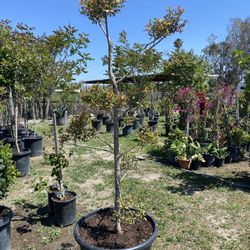 Eugenia Topiary Tree Aprox. 7 Feet Tall, 25 Gal. Pot 