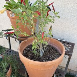 Thai Chilli Plant In Terra Cotta Pot Ams Plate