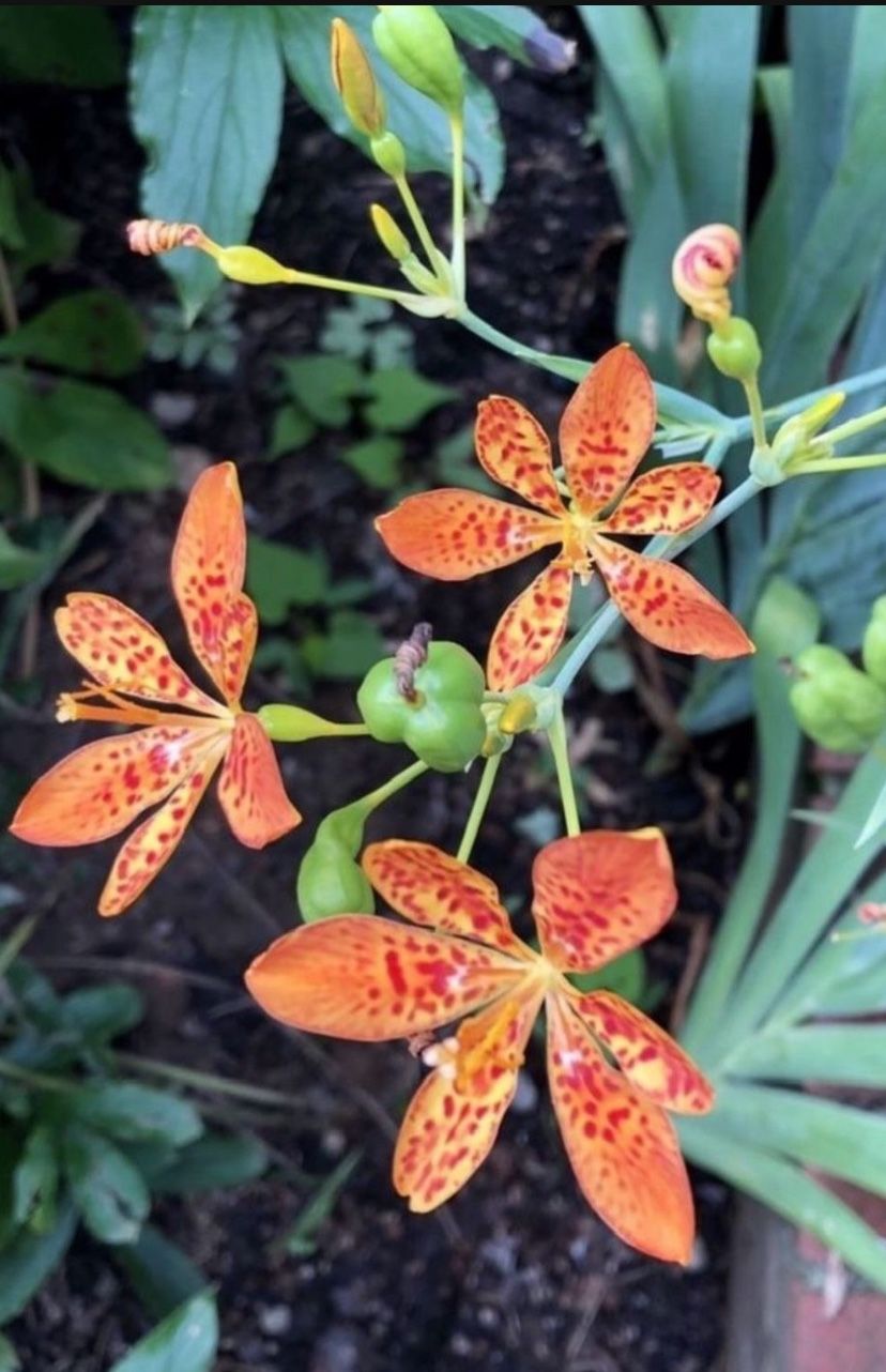 Rare Orchid Iris seeds