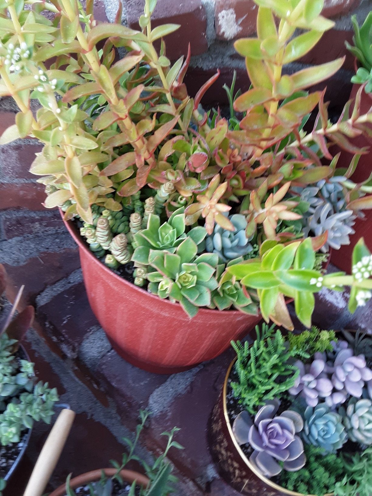 12" pot with succulent plants