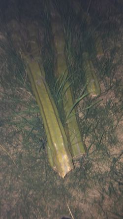 Extra large San Pedro cactus pieces