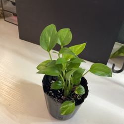 Golden Pothos