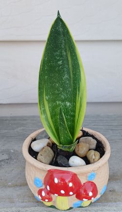 Snake Plant 🪴