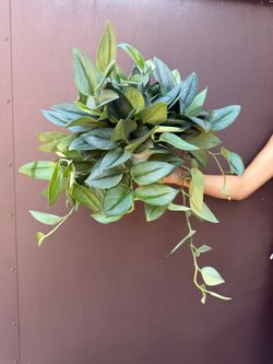 6” Scindapsus moonlight very full