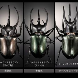 BANDAI Gashapon Beetle Dynastes satanas Completed Figure 3 Set 110mm