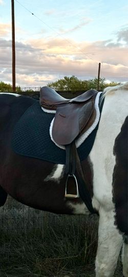 English Saddle 16” Seat