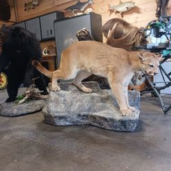Nice TAXIDERMY Mounts