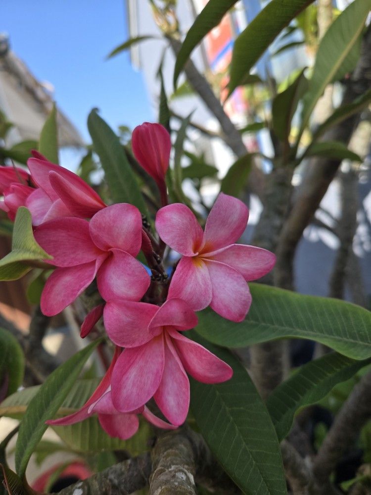Cutting plumeria