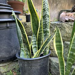 Snake Plant Succulent In 10 Gallon Planter