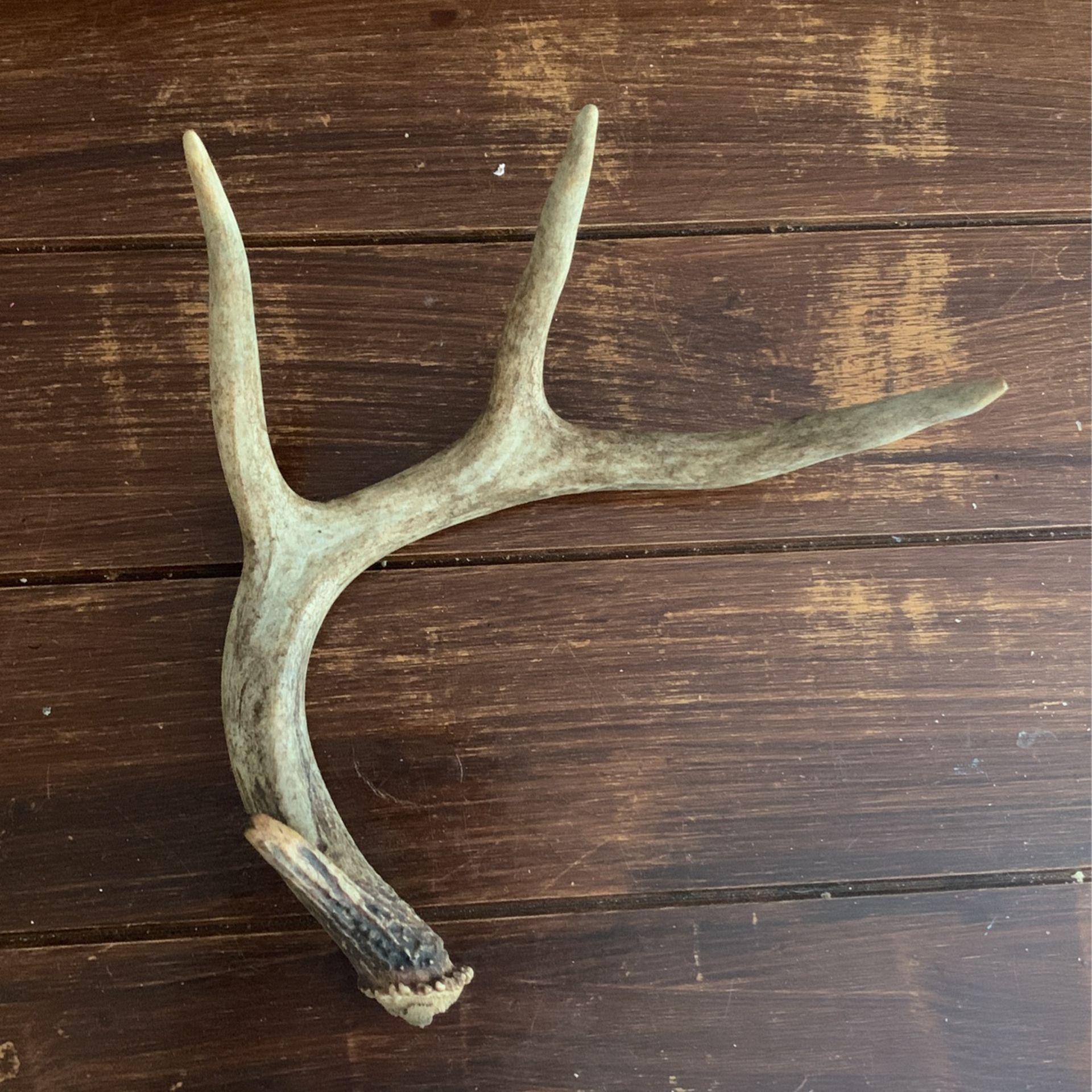 Whitetail Antler Shed