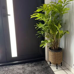 Home plant