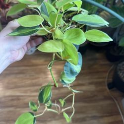 Philodendron Hederaceum 'Brasil' 