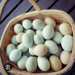 Fresh Duck Eggs Organic 