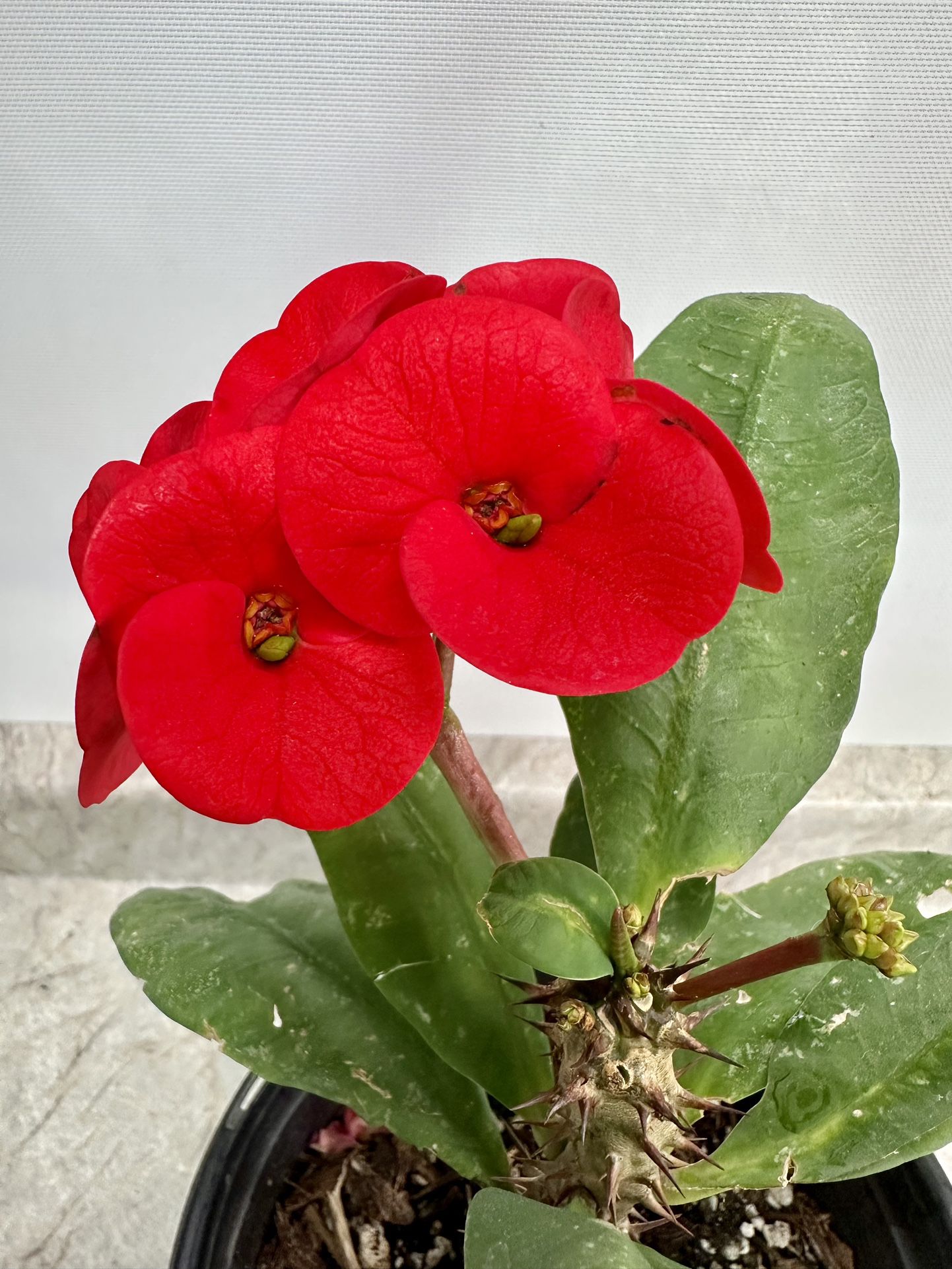 Euphorbia Crown Of Thorns Plant 🪴  Corona de Cristo Planta
