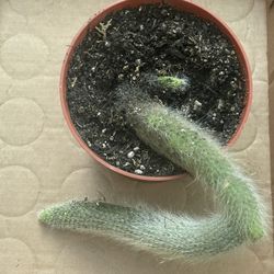 Monkey Tail 