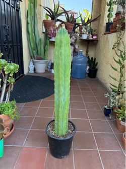 San Pedro Cactus