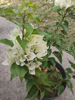 Bougainvillea plant
