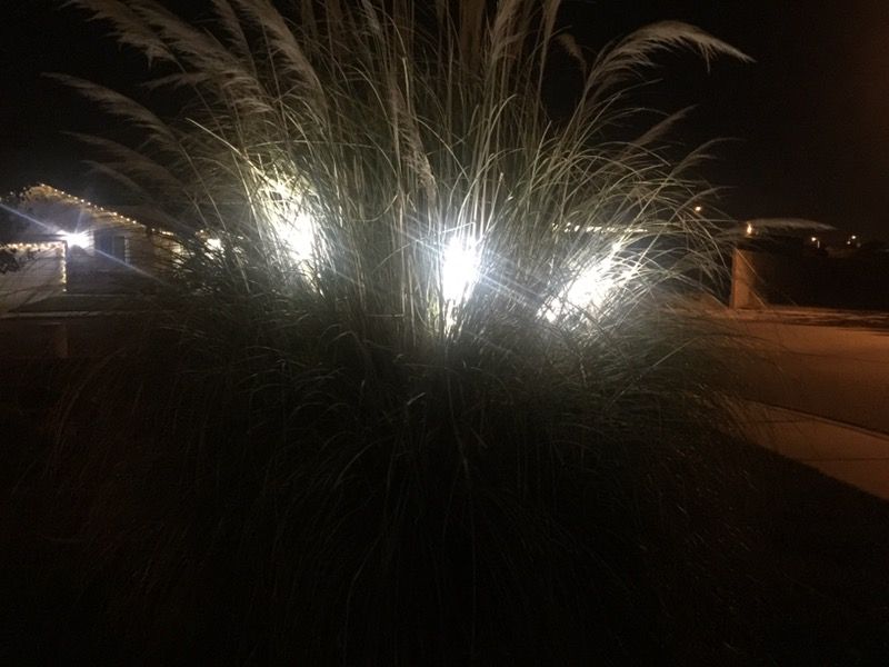 Led withe pine branch stakes