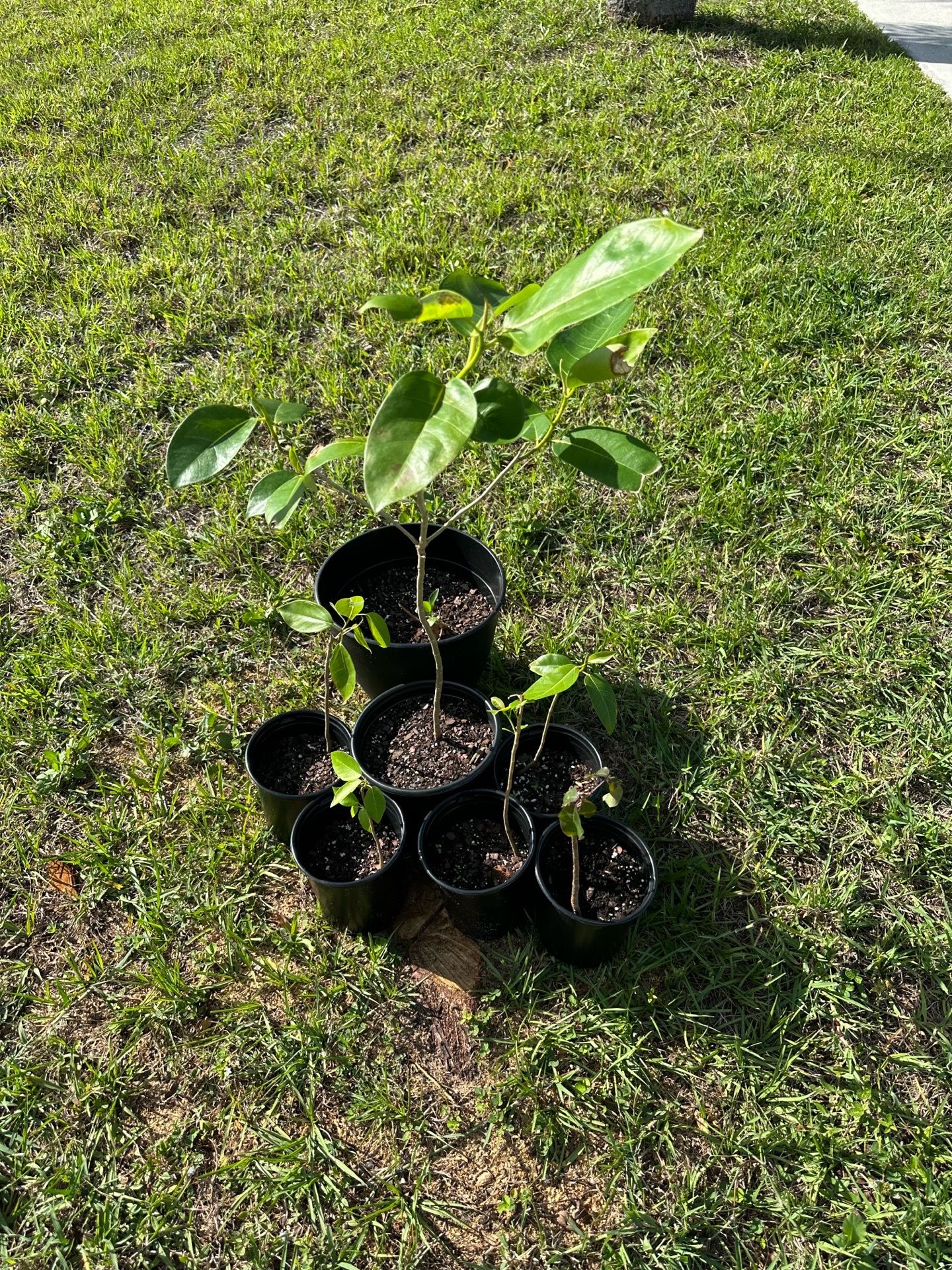Fig Ree Sapling FREE Curb Alert 6 Florida Strangler Fig Tree Saplings (Ficus aurea) & 1 ...