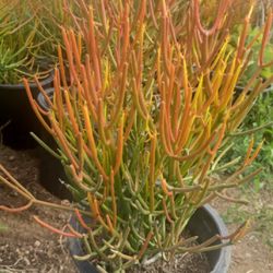 Pencil Succulent Plant 