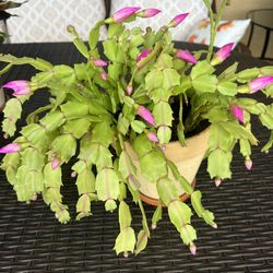 Pink Christmas cactus 🌺🌺🌺