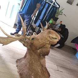 Moose Head Mount