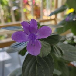 Philippine violet Plant's 
