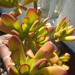 Shrek Ears Succulent Plant