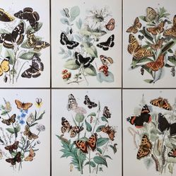 Vintage Butterfly Print Gallery 