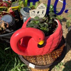 Live Succulents 