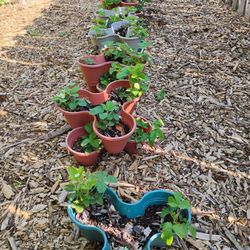 Strawberries Various Sized Planters