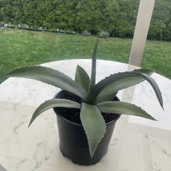 Blue American Agave Plant ‘Big Blue’ (Indoor / Outdoor Live Plant)