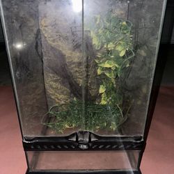 Frog Terrarium