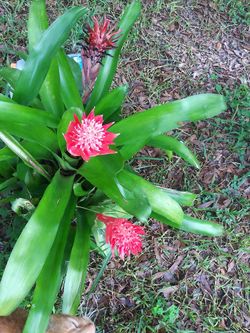 Plant's of ALL kinds!