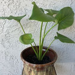 White Calla Lily Plant Flower In Ceramic Pot  Planter Indoor Outdoor 