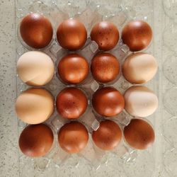 Fresh Eggs