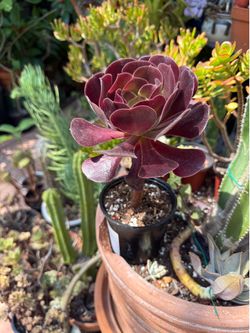 Aeonium Arboreum 'Zwartkop' Black Rose Succulent