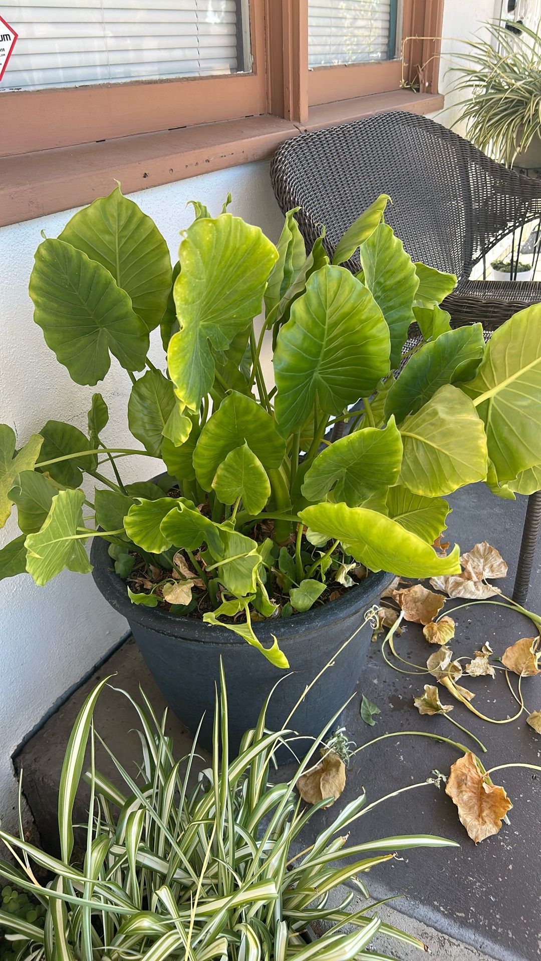 Elephant Ear Plant