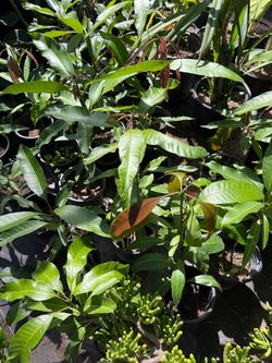 Mango trees