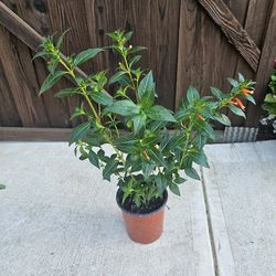 Cigar PLANTS ARRIVE, BEAUTIFUL AND HEALTHY. $10 EACH