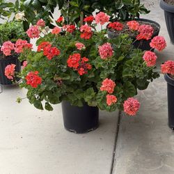 Geranium Plant 2 Colors In One Pot 3 Gallon Pot  