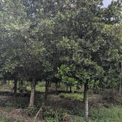 Oak Trees All Sizes Available 