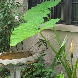 Large Elephant Ear Plant 4.5 Feet Tall