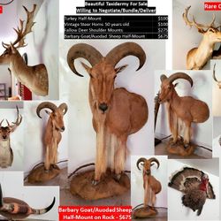 Hunters Dream Taxidermy Deer Fallow Mountain Goat Turkey Vintage Steer Horns
