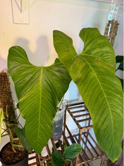 Anthurium forsale