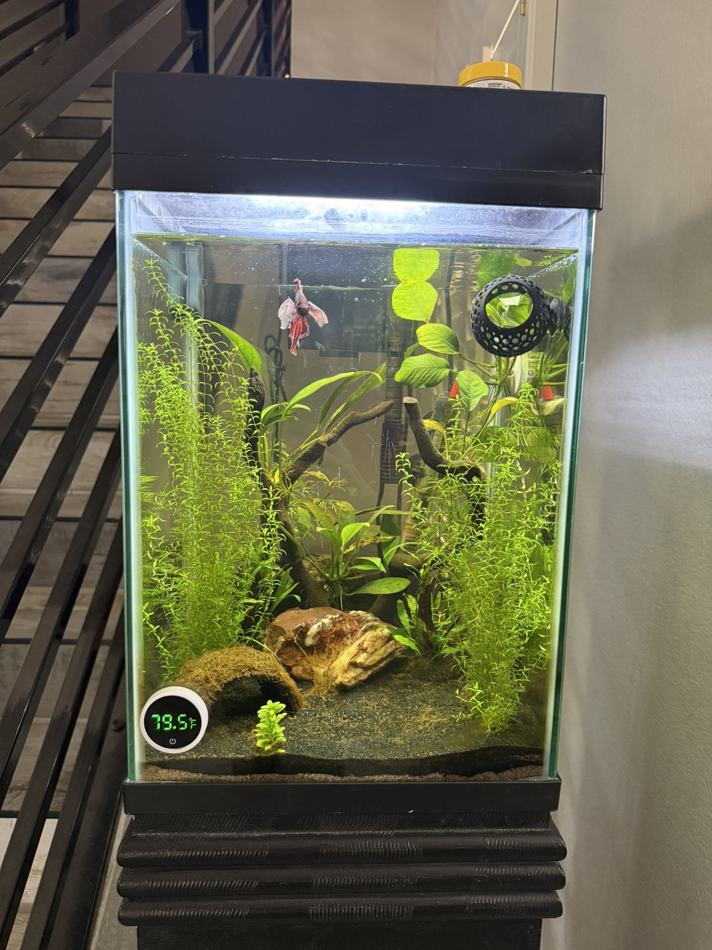 10 Gallon tall Aquarium