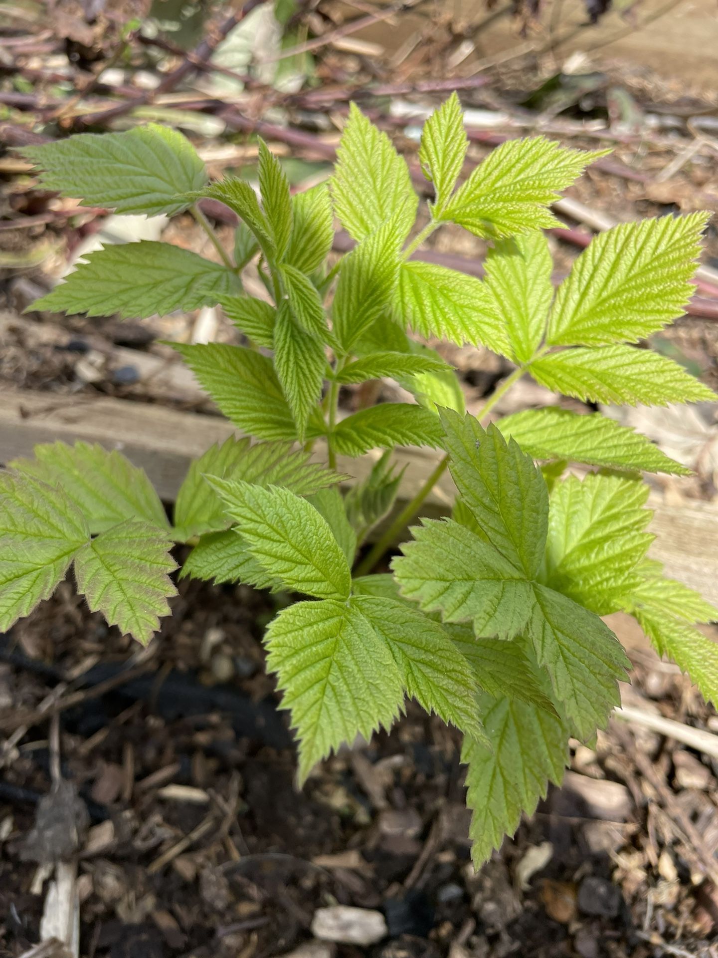 Organic Raspberry Plants