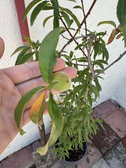 Fruiting peach tree! Fruit